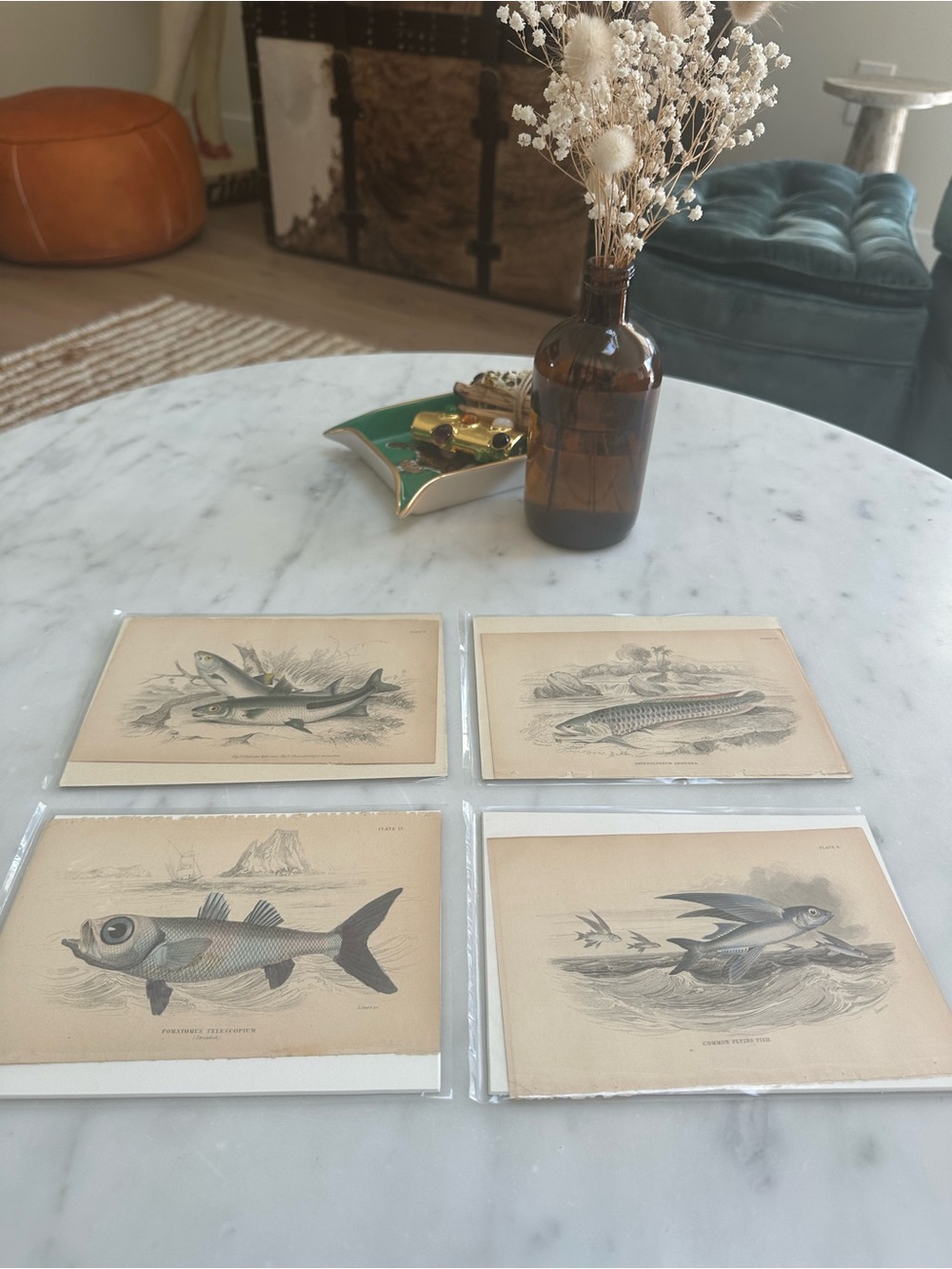 1800s Jardineโs The Naturalistโs Library Chromolithographs Rare Fish